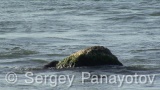 Video of European Otter - European Otter hunting and eating fish along the coast and the cliffs of Sinemorets